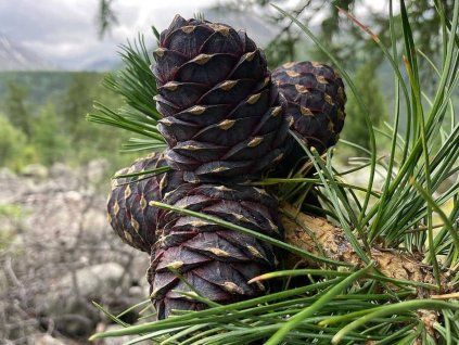 Pinus Sibirica