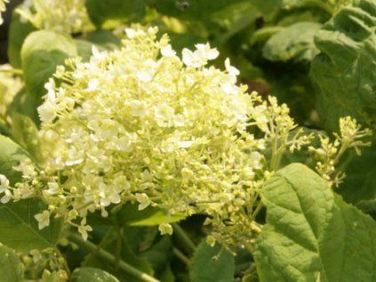 hydragea puffed green