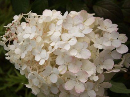 hydrangea paniculata little alf