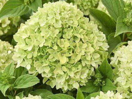 Hydragea paniculata 'Kleiner Apfel'