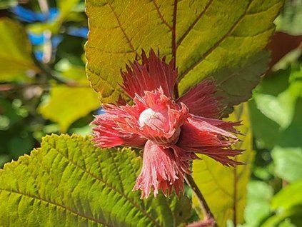 corylus avellana fuscorubra 1