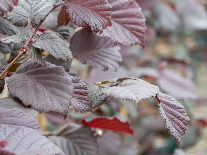 Corylus avellena roter Geist