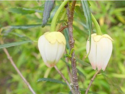 crinodendron hookerianum alf robbins
