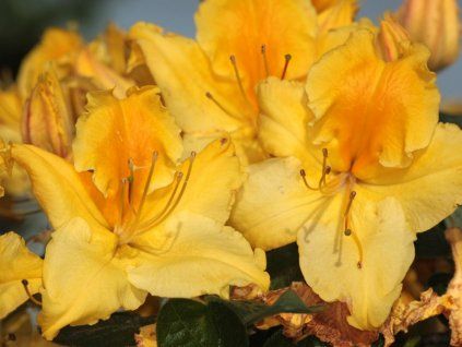 127342 Azalea Marabella