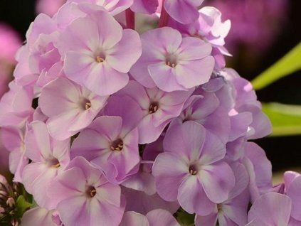 127420 Phlox paniculata Apfelblüte