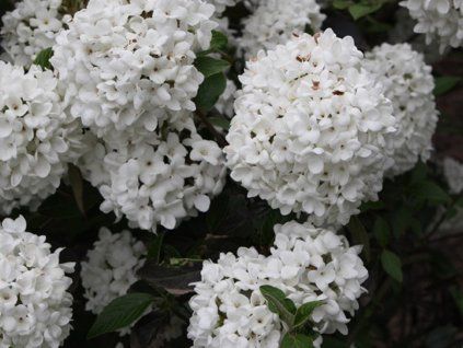 127441 kalina eskimo