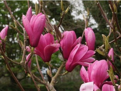 127456 magnolie yaeko