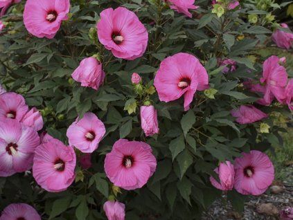 hibiscus candy crush Summerfic