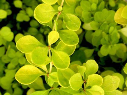 berberis lime star