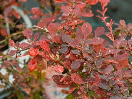 Berberis Pink Attraction (1)