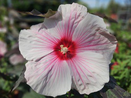 Hibiscus Dark Mystery