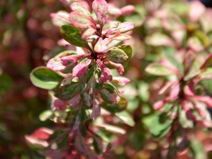 127492 dristal thunberguv silver rocket