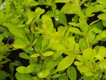 Berberis Smaragd