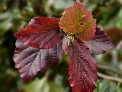 127525 parrotie perska cherry tips