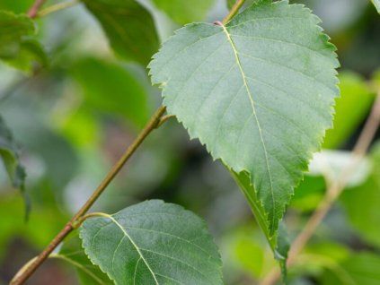 betula utilis Edinburgh
