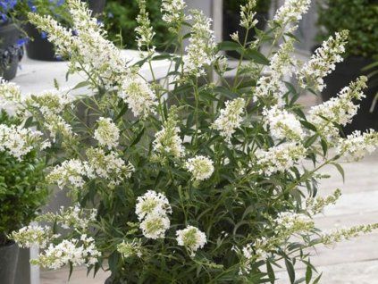 Komule Davidova 'Butterfly Tower White' (Balení kontejner C5)
