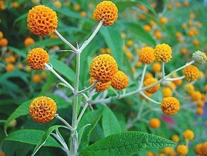 Buddleia globosa