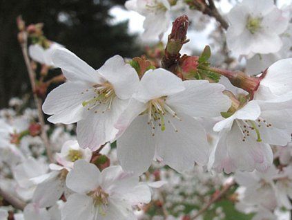 127585 slivon vyriznuta compacta