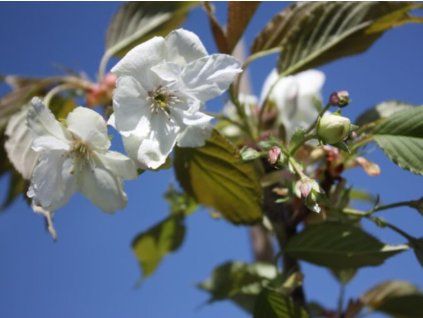 127624 sakura ozdobna asagi