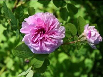 Rosa damascena Blush damask