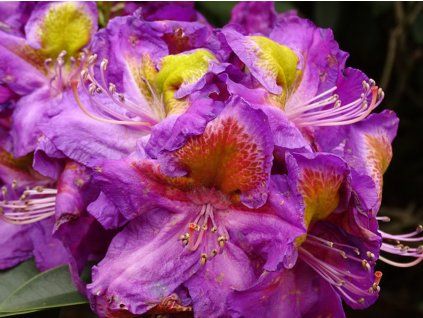 127783 rododendron magic eye