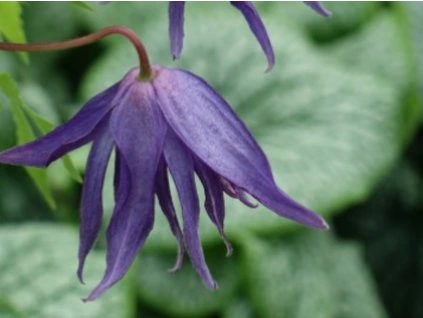 127795 plamenek luminous dusk