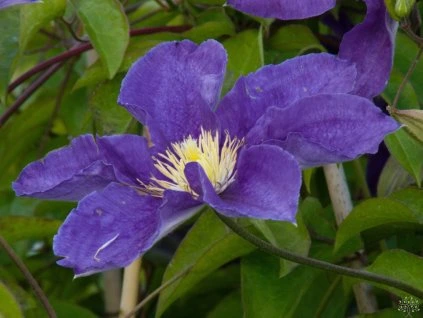 Clematis Neon (1)