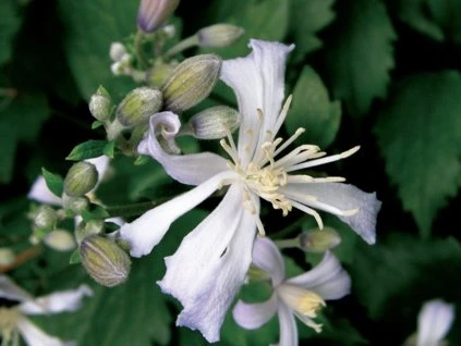 127807 plamenek praecox