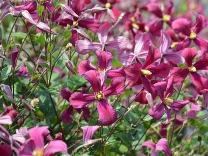 127816 plamenek strawberry fields