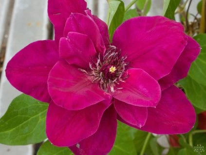 Clematis Zosia
