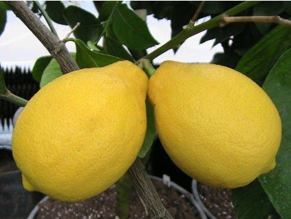 Citroník 'Adamo' (Balení kontejner C2)