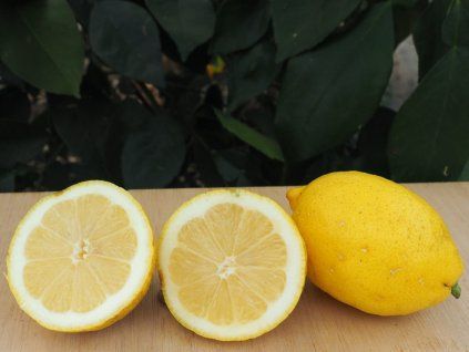 Citroník 'Pavlovský' (Balení kontejner C2)