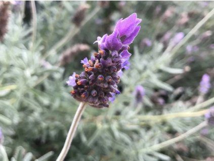 127978 levandule zoubkata inglese