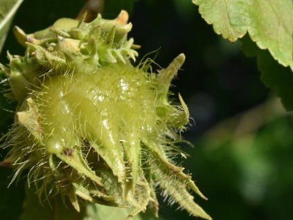 128038 liska turecka