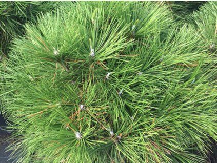 128113 borovice cerna wurstle