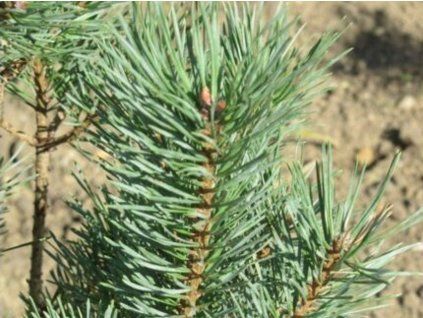 128125 borovice lesni argentea compacta