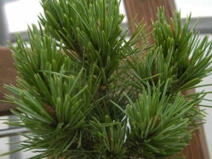 128128 borovice osinata jeddeloh