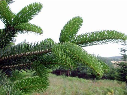 128158 jedle bornmullerova