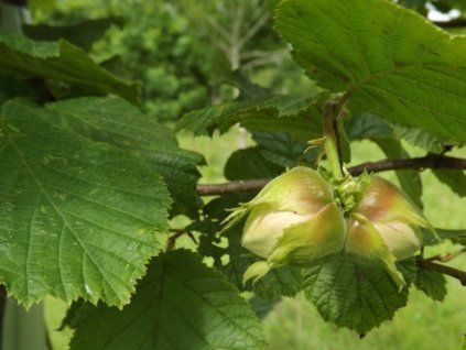 128368 liska kerova gunslebert