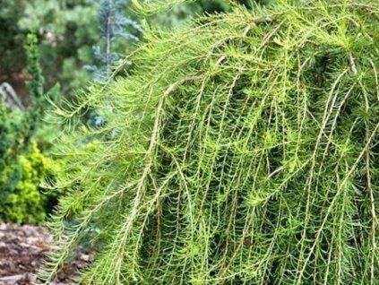 128422 modrin opadavy puli