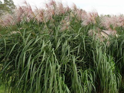 128653 ozdobnice obrovska meidl miscanthus floridulus meidl