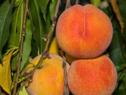 128734 broskvon loring