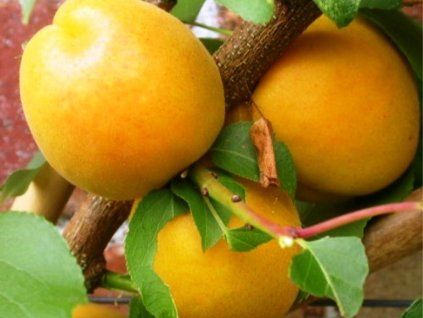 128818 merunka ananasova