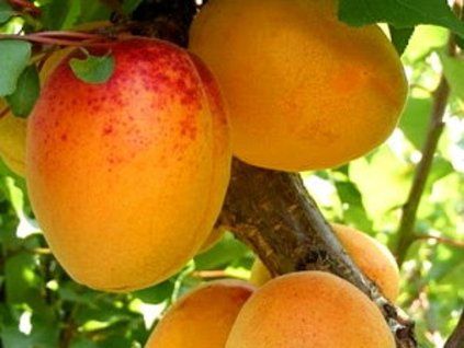 128848 merunka mandlova