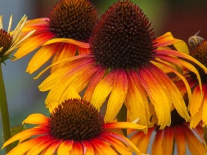 129088 trapatka parrot echinacea parrot