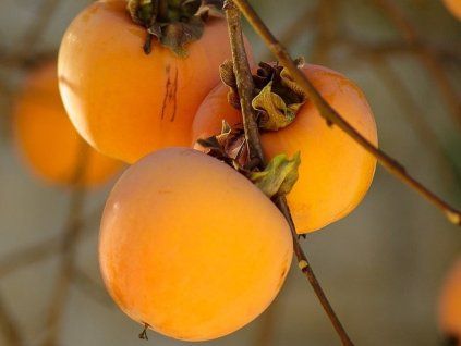 129163 kaki vanilla kontejner