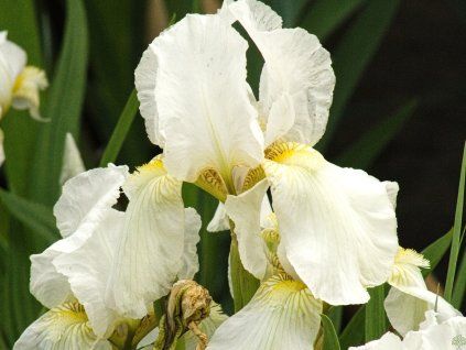 Iris White Stuf (1)