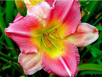 Denivka 'Final Touch' - Hemerocallis 'Final Touch' (Balení kontejner C2)