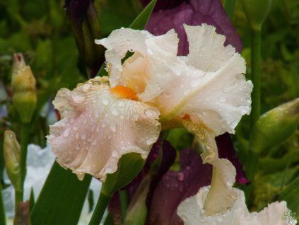 Iris Frappe