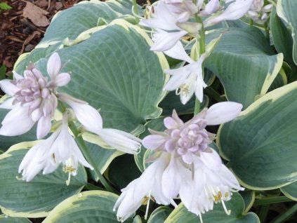 Bohyška 'Frosted Dimples' - Hosta 'Frosted Dimples' (Balení kontejner C2)